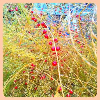 アスパラガスの赤い実の画像 by 池ちゃんさん | アスパラガス(黄葉)とアスパラガスの赤い実と花散歩と秋の風景