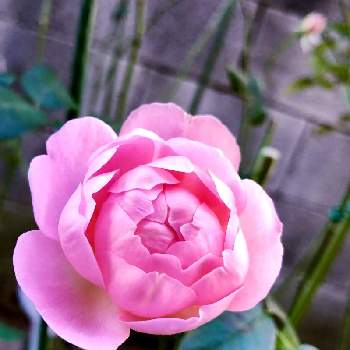 セプタードアイルの画像 by まちすけさん | 小さな庭とバラとセプタードアイルとカップ咲きとデビッドオースチンと半日陰とシュラブと四季咲きと鉢植えと花のある暮らしと今年 お迎えと中輪