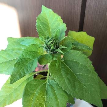 ミニひまわり の投稿画像一覧 Greensnap グリーンスナップ