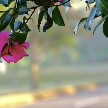 花に恋して♡︎ʾʾの画像 by みどり*。さん | 山茶花と花に恋して♡︎ʾʾと癒しと出会いに感謝♡とありがとうと頑張ってとコンデジ撮影とDear violetとGo✿to✿flowerと花のある暮らしとお散歩とやさしい気持ちとピンクシリーズ♪と花が好き