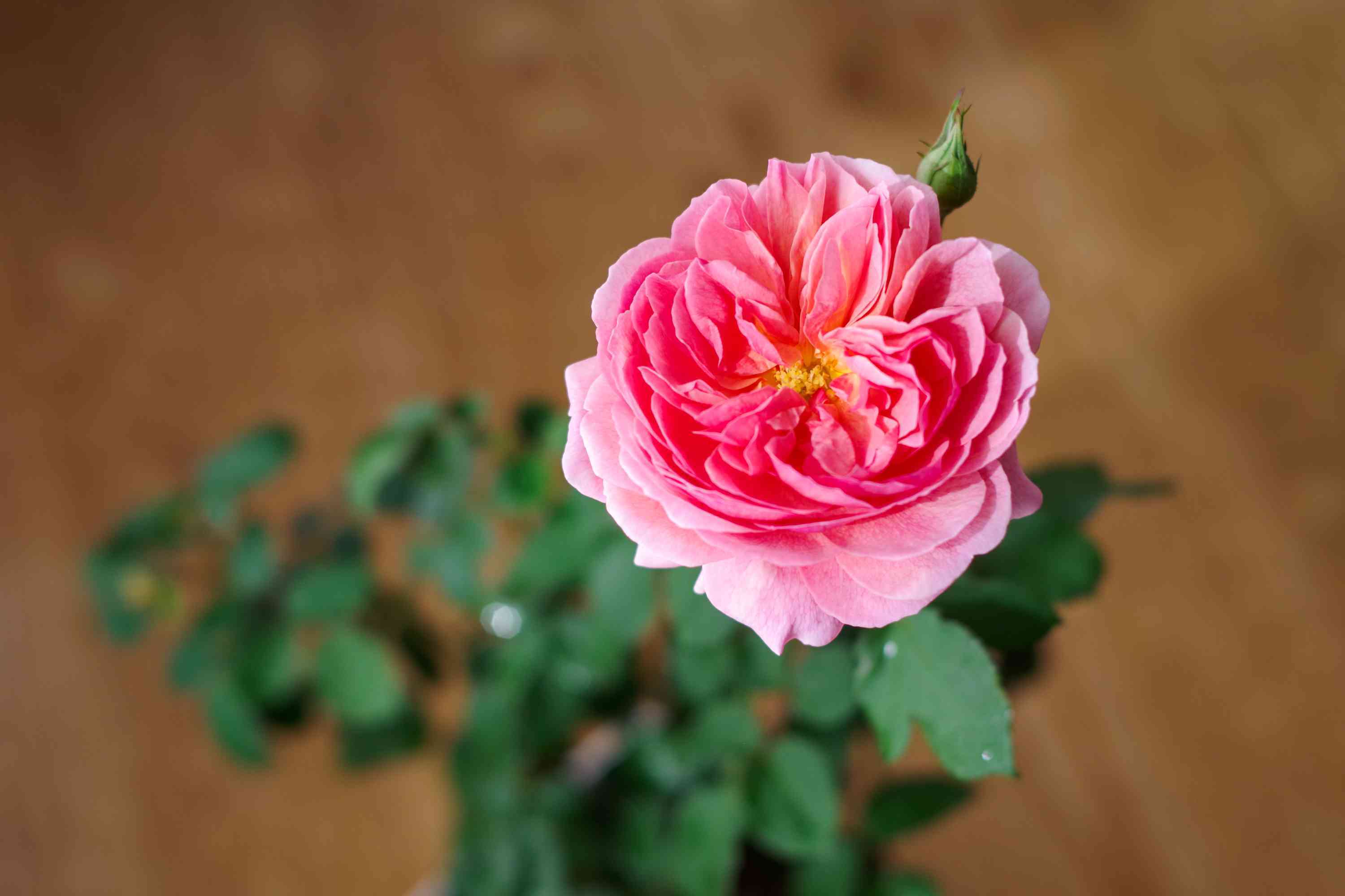 か*ん様 wabara　おへやで育てるバラ　和バラ　 和ばら おへやで育てるばら研究レポート05:みなさんの質問編 – WABARA