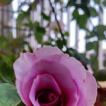 紫の薔薇の画像 by mechaさん | バルコニー/ベランダと薔薇紫の園と福岡とベランダガーデニングとおうち園芸と薔薇♪と紫のお花と紫の薔薇