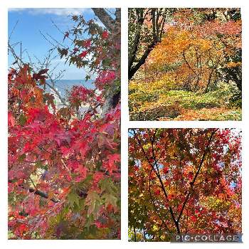 秋の空の画像 by ユーリさん | お出かけ先とモミジ(紅葉)と秋の空と植物が好き♡とイロハモミジ❣️と植物園とモミジ狩りと紅葉♡と秋の風景