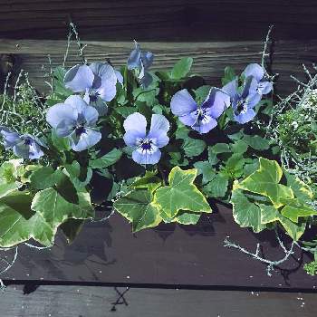 花ちゃん培養土の投稿画像一覧 Greensnap グリーンスナップ