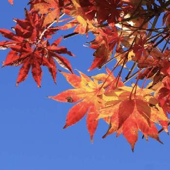 ♡お出かけ♡の画像 by スイートさん | お出かけ先と綺麗な紅葉と秋色ですね〜と♡お出かけ♡と☆秋深く☆