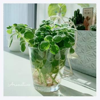 虫除けハーブの投稿画像一覧 Greensnap グリーンスナップ