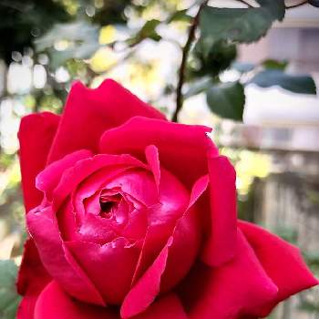 半剣弁高芯咲きの画像 by まちすけさん | 小さな庭とアレックスレッドとバラと半剣弁高芯咲きと花つき良いと木立樹形と半日陰と2年目と大輪とこの赤色が好き♡とピュアレッドと四季咲きと鉢植えとバラ・ハイブリッドティと花のある暮らしと紅い 薔薇