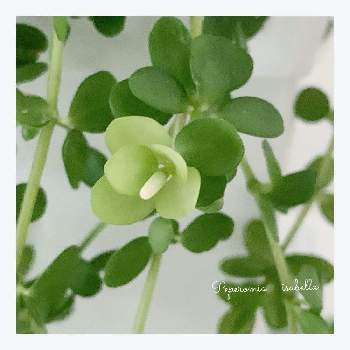ペペロミアイザベラの投稿画像一覧 Greensnap グリーンスナップ