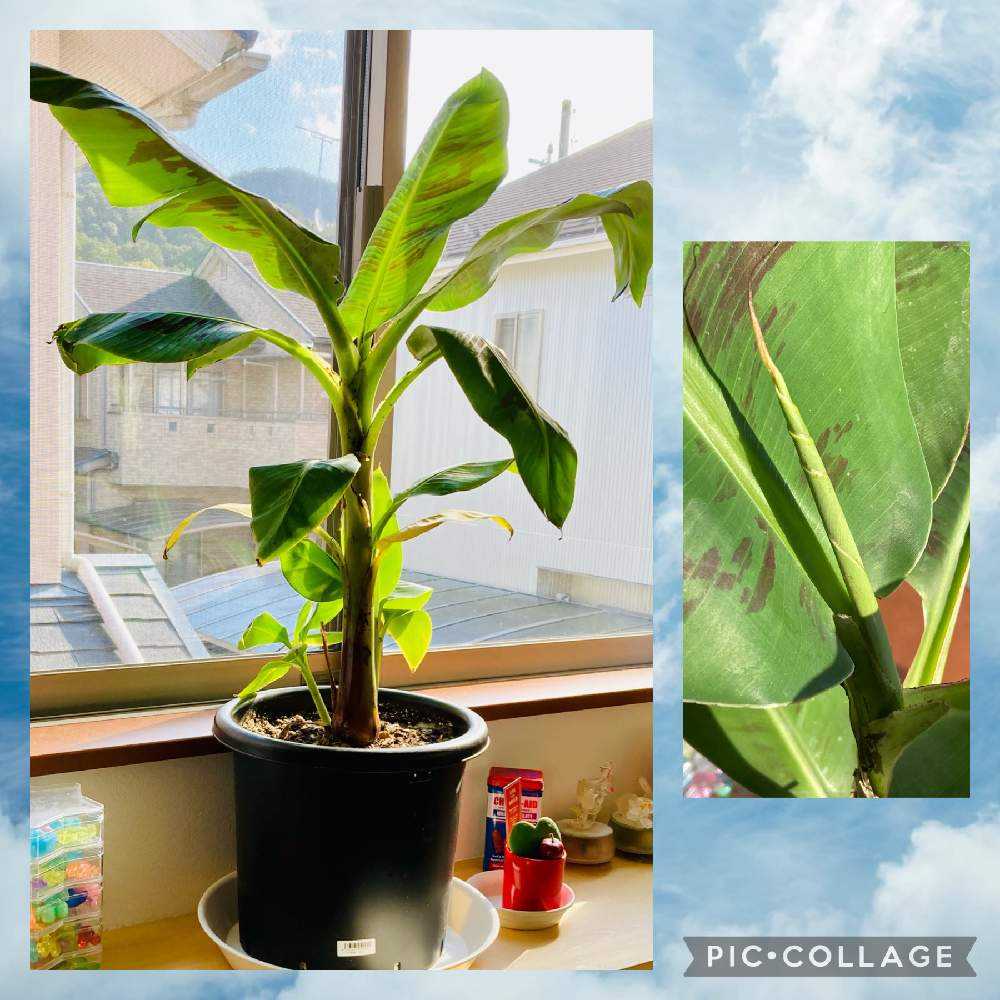 京都でもバナナの実はなるか Greensnap グリーンスナップ