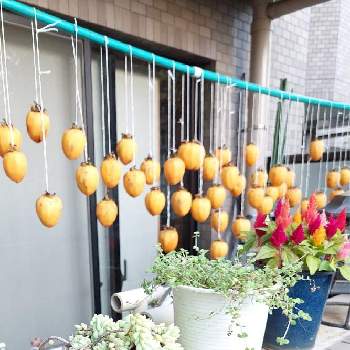 干し柿の画像 by ゴン母さん | バルコニー/ベランダと干し柿と秋の風物詩と美味しい秋と剥くの疲れた