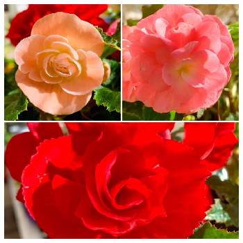 フォーチュンベゴニアの画像 by Stella⭐️さん | 小さな庭とフォーチュンベゴニアとサカタのタネとピンク❤︎ピンクと植中毒と球根とピンクのお花と赤い花と可愛いと花のある暮らし