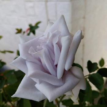 ブルーヘブンの投稿画像一覧 Greensnap グリーンスナップ