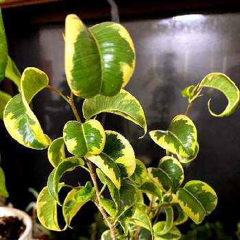 フィカス ベンジャミン バロックの投稿画像一覧 Greensnap グリーンスナップ