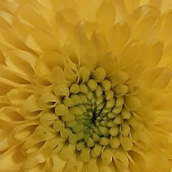 ポンポンマムの画像 by まぁさん | 玄関とポンポンマムとド真ん中の日と黄色の花