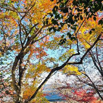 秋の日差しの画像 by コハクさん | お出かけ先と西脇市と紅葉（こうよう）と早朝撮影と落ち葉と秋の日差しともみじ紅葉