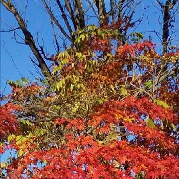 暖かめの画像 by ぴょんさん | お出かけ先と紅葉とだいすきとあおぞら♪と可愛い❤と秋だね〜と綺麗なお花❤と散歩と秋深し…ときれいな色と近所と好みの色と花のある暮らしと暖かめ