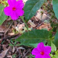 オシロイバナの画像