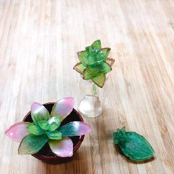 葉挿し多肉の投稿画像一覧 Greensnap グリーンスナップ 葉挿し多肉の投稿画像一覧 Greensnap グリーンスナップ