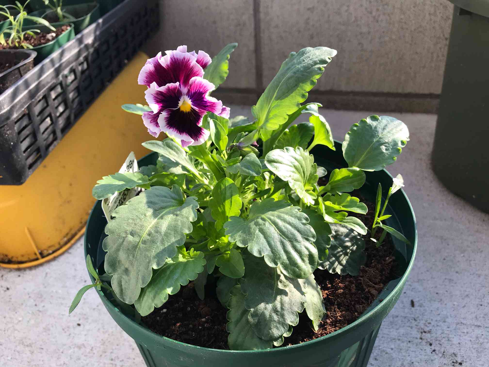 絵になるすみれ。｜🍀GreenSnap（グリーンスナップ）