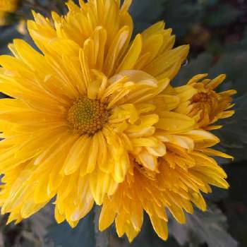 食用菊の画像 by マリリンさん | 畑と食用菊と秋の花と黄色い菊