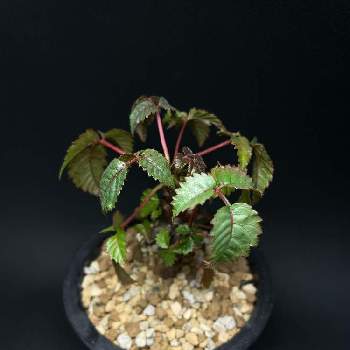 ギザギザ葉っぱの投稿画像一覧 Greensnap グリーンスナップ