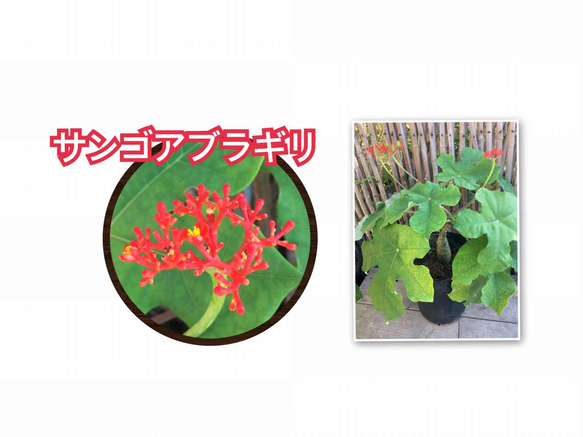 まるで赤珊瑚！【 サンゴアブラギリ 】｜?GreenSnap（グリーンスナップ）