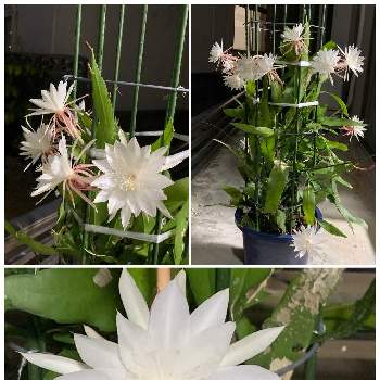 姫月下美人の画像 by ピーモモさん | 姫月下美人と沖縄とおうち園芸と花のある暮らしと白い花と白い花マニアとサボテン科