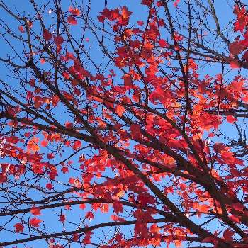 アメリカハナノキの投稿画像一覧 Greensnap グリーンスナップ