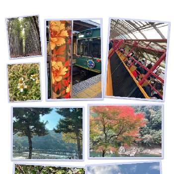 秋風にゆれる花の画像 by 典子さん | お出かけ先と旅の途中と笑顔になれる♪と秋本番と秋風にゆれる花
