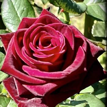 いわき市 フラワーセンターの画像 by けいこさん | お出かけ先と薔薇と花のある暮らし♡といつもありがとう♡とコロナに負けるな！と皆様に感謝と医療現場の人々に感謝とげんきもらえますと赤い花と真っ赤な火曜日と癒し…♡といわき市 フラワーセンター
