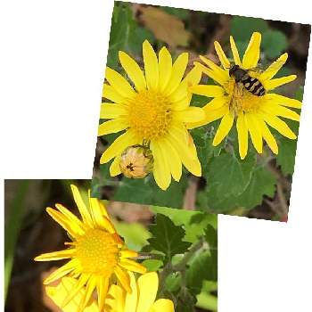 可愛いハナアブの画像 by はじっコぐらしさん | 可愛いハナアブとヒラタアブと広い庭☘️と花とミツバチと菊の花