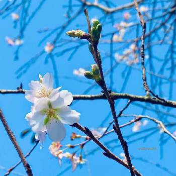 フリューブルーの画像 by nao70＊さん | 小さな庭とサクラと青空とと沢山咲いたよととっても綺麗とフリューブルー