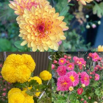 優しい気分の画像 by リープルさん | 小さな庭と花が好きと優しい気分と花いろいろ
