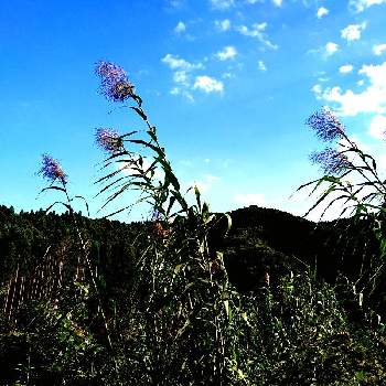 ダンチクの投稿画像一覧 Greensnap グリーンスナップ