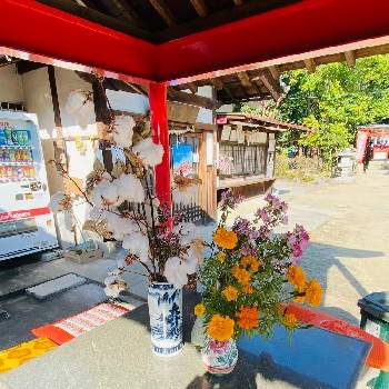 楽しんで、なんぼ！の画像 by cha chaさん | 小泉神社と晴れたといつもいいねありがとうと楽しんで、なんぼ！