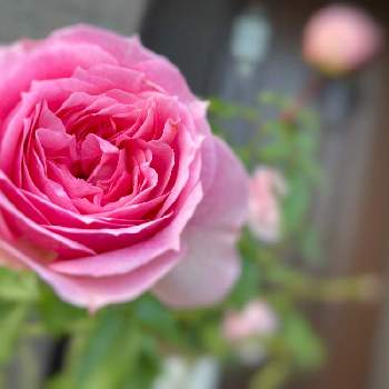 ピンク色のバラの画像 by hiroさん | 小さな庭とピンク色のバラとmy gardenとばら バラ 薔薇とガーデニング好きとアミロマンティカ♡と薔薇好きと庭の花とバラ大好きとマイガーデンとバラのある暮らしと薔薇のある暮らし♡と小さな庭♡とガーデニングと花のある暮らしとお庭とバラを楽しむ