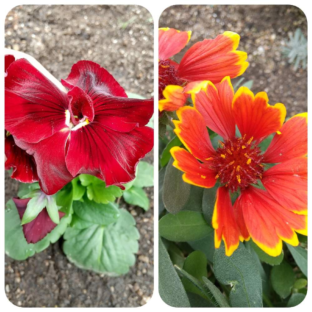 ガイラルディア スピントップの投稿画像 By みどりこさん パンジーと小さな庭と手作り花壇とミッチの会と真っ赤な火曜日と花 のある暮らしと秋の装いと手作り花壇とミッチの会と真っ赤な火曜日と花のある暮らしと秋の装い 21月11月16日 Greensnap グリーン