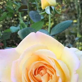 気持ちを込めての画像 by たーこさん | お出かけ先と薔薇と黄色い薔薇とスマホ撮影と気持ちを込めてとありがとう♡とお気に入り♡と希望の輝きと楽しい植物と平和を願う☆と元気をあなたに☆と心の癒しと❤️癒されて