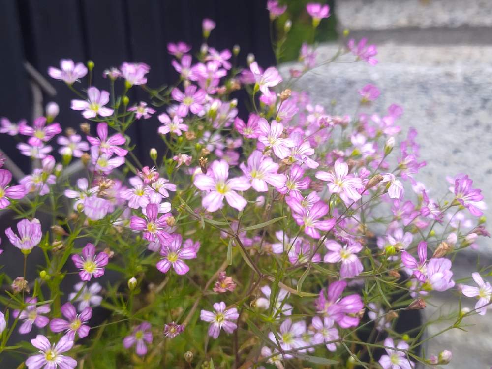 の画像 by *hiro*さん | カスミソウと花のある暮らしと可愛い花とおうち園芸とピンクチーム✨