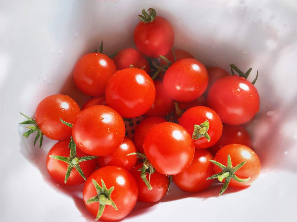 バルコニー/ベランダの画像 by Hagisさん | バルコニー/ベランダとミニトマトと野菜 水耕栽培