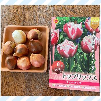 お買い得♡の画像 by tamagopanさん | 小さな庭と球根とお買い得♡と八重咲きチューリップトップリップス