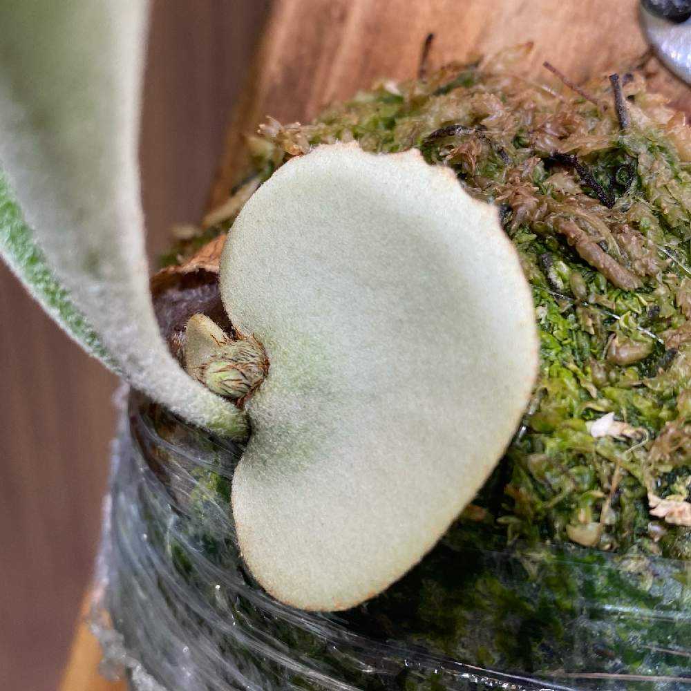 P. veitchii wild (pup) 成長記録 2025.12.10｜🍀GreenSnap（グリーン