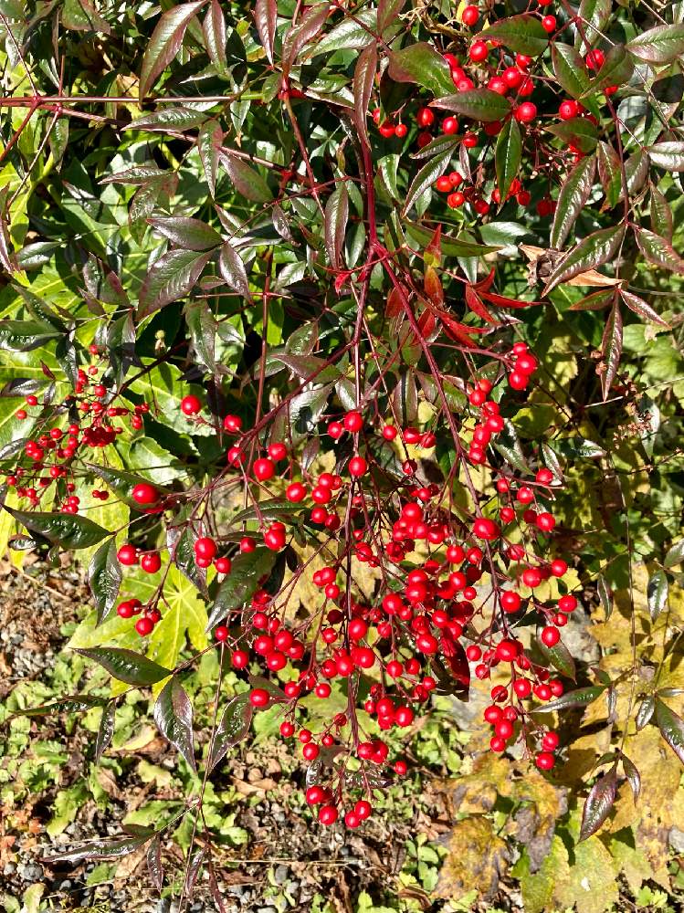 の画像 by ruriさん | ナンテンと赤い実と秋の実りと阿智村と田舎の家と常緑低木
