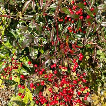 秋の実りの画像 by ruriさん | ナンテンと赤い実と秋の実りと阿智村と田舎の家と常緑低木