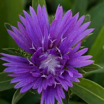 蜜な庭♥︎の画像 by カンパニュラさん | 小さな庭とストケシアとすきな花♥︎と蜜な庭♥︎と宿根草♪ときれいな色と紫の花