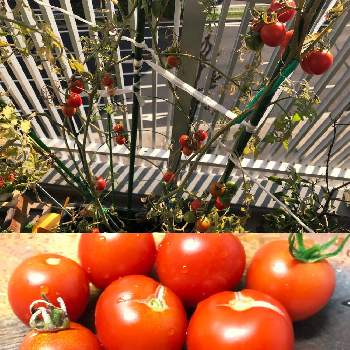 中玉トマトの画像 by HIMIKOさん | バルコニー/ベランダと中玉トマトと中玉トマト フルティカ