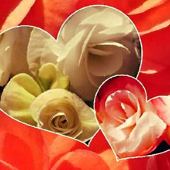 今日の気分の画像 by らなたんさん | お出かけ先とご結婚おめでとうとベゴニアと好きな色と赤いお花と今日の気分と白いお花と真っ赤な火曜日