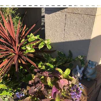 斑入りランタナ クリームの投稿画像一覧 Greensnap グリーンスナップ