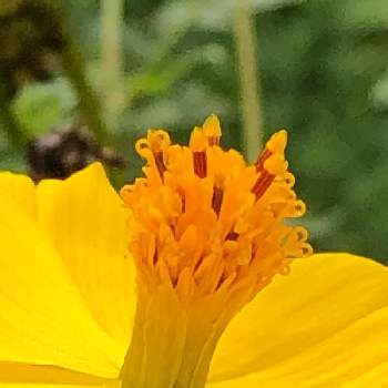 花芯の画像 by アップルさん | 小さな庭と黄花コスモスと花芯