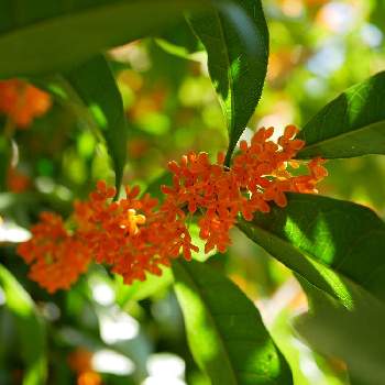 キンモクセイの花の投稿画像一覧 Greensnap グリーンスナップ